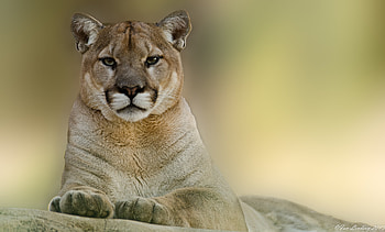 Animals, Puma, Mountain Lion, Cougar HD wallpaper
