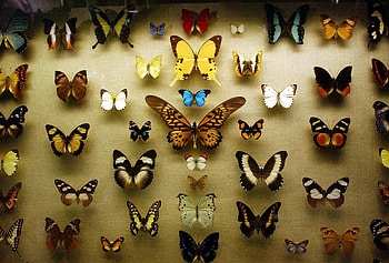 Nice Collection of Butterflies, collection, wings, shadow, curves, colors, beautiful, sizes, butterflies, stripes, animals, yellow, antennas HD wallpaper