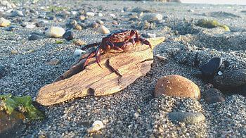 Crab, Best crab , 100% , Pexels stock HD wallpaper