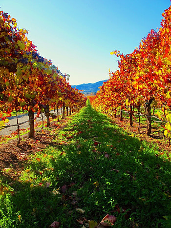 Napa Valley, Napa California, Top Napa California, backgrounds HD phone wallpaper