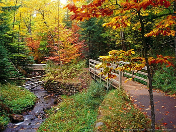 Forest, forests, nature HD wallpaper