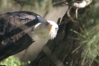 Stare Down, other, wild life, eagles, animals HD wallpaper