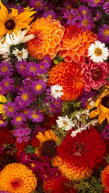 Flower Android , Top , Vibrant and colorful, Mobile customization HD phone wallpaper