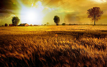 Fields Of Gold, korn field, field, grain field, r, grain, sun HD wallpaper
