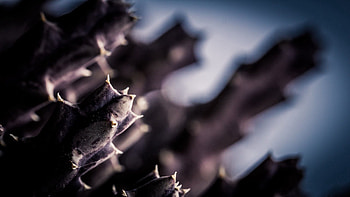 Plant, Macro, Shadow, Cactus, Thorns, Prickles, Spikes HD wallpaper