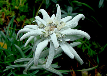 EDELWEISS, snowwhite, white, snow HD wallpaper