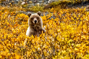 Bear, yellow, fall, autumn HD wallpaper