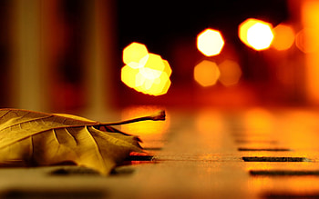 Leaves, Macro, Glare, Shine, Light, Surface, Dry HD wallpaper