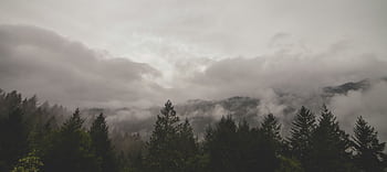 A serene forest with mist and fog enveloping mountains on a cloudy day. HD wallpaper