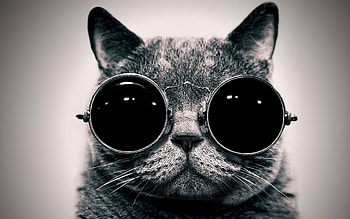 Animals, Cats HD wallpaper
