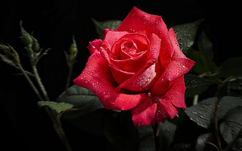 Red rose, Leaves, Buds, Flower, Rose HD wallpaper