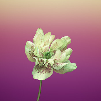 Ios 11 Flower Helleborus, ios11, apple, flowers, -8, -x HD phone wallpaper
