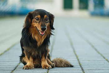 Dog, sweet, animal, dogs, cute, beautiful, puppys, puppy, pretty, animals, lovely HD wallpaper