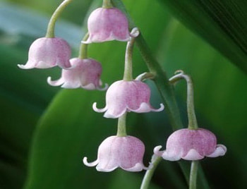 Hint of pink, garden, pink, flowers, liily of the valley HD wallpaper