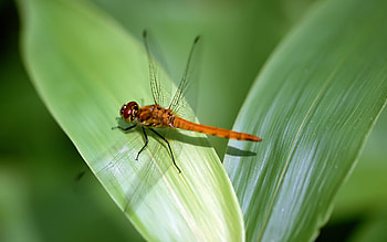Dragonfly, Insects HD wallpaper