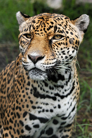 Leopard, Zeitzeuge im Kriegsgebiet, Der persische leopard, Mondberge HD phone wallpaper