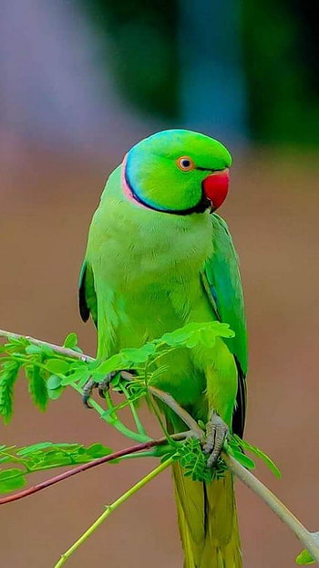 Parrot, Bird, Parrot Bird HD phone wallpaper