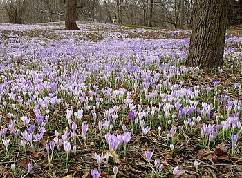 crocus, purple, nature, flowers, forest HD wallpaper