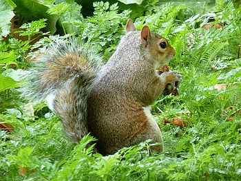 Autumn in London, Saint James Park, autumn, london, grass, squirrel HD wallpaper