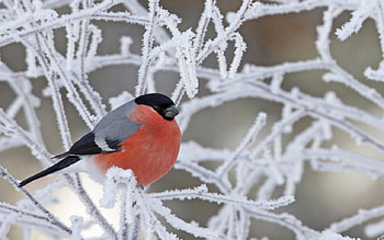 Winter Bird on the Snowy Branch, winter, branch, snowy, bird, animals HD wallpaper