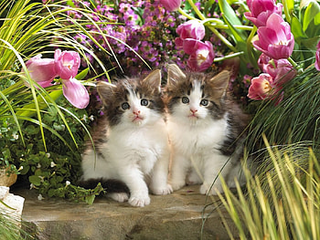 Animals, Flowers, Grass, Couple, Pair, Kittens HD wallpaper
