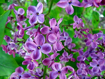 Branches of fragrance, lilacs, trees, purple, flowers HD wallpaper