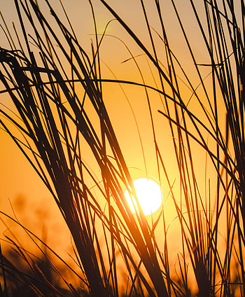 Nature, Sunset, Grass, Sun, Silhouette HD phone wallpaper