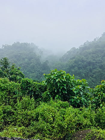 A misty view of a lush green jungle in Karbi Anglong, India, during the daytime. HD phone wallpaper