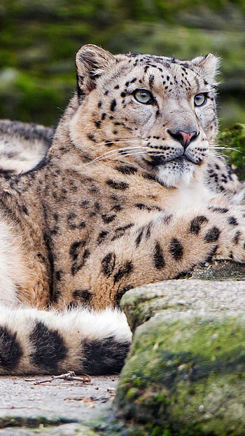 Snow Leopard, Majestic predator, Mountain habitat, Camouflaged fur HD phone wallpaper