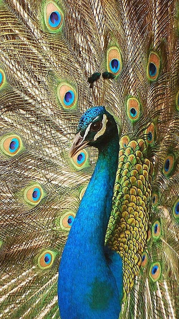 Peacock Feather, Beautiful, Gorgeous, Bird HD phone wallpaper