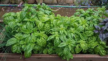 Grow basil, Growing basil, Basil plant, Food HD wallpaper
