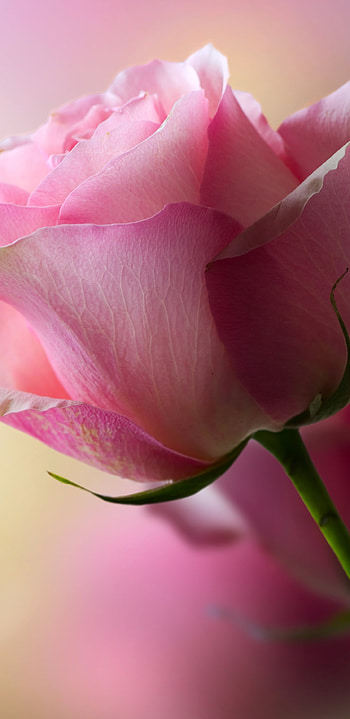 nature, rose HD phone wallpaper