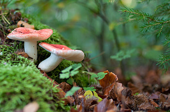 Mushroom diversity, Forest exploration, Nature's color palette, Serene woodland scenes HD wallpaper