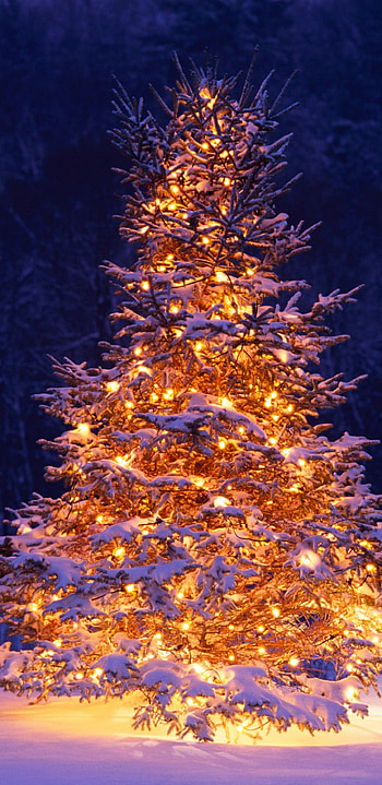 Christmas tree , Winter holiday , Festive atmosphere, Cozy vibes HD phone wallpaper