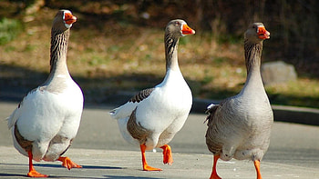 Animals, Geese, Birds, Stroll, Wings, Three HD wallpaper