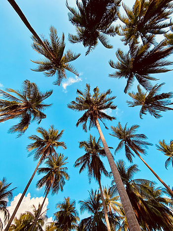 Nature, Clouds, Palm, Bottom View HD phone wallpaper