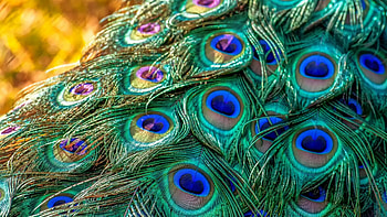 Plumage feathers bird, Peacock , , Breathtaking beauty HD wallpaper