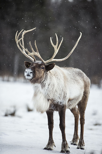 Caribou ideas, Caribou hunting, Wildlife encounters, Nature's wonders HD phone wallpaper