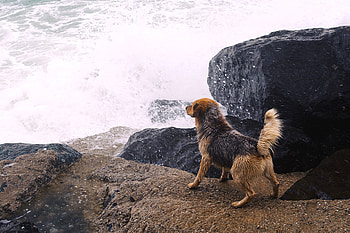 Animals, Rivers, Stones, Dog, Splash HD wallpaper