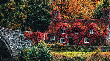 Wales, , House, Bridge, Ivy HD wallpaper