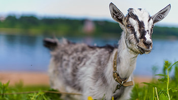 The Alpine, Goats HD wallpaper
