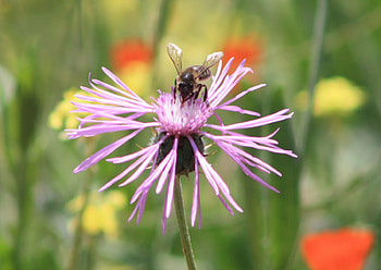Bee heaven, pink, bee, flower HD wallpaper