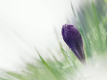 Macro, Blur, Smooth, Snowdrop, Crocus HD wallpaper