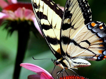 BUTTERFLY, Flowers, Insect, Wings, Petals HD wallpaper