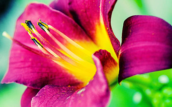 Flower, Macro, Bright, Petals, Stamens HD wallpaper
