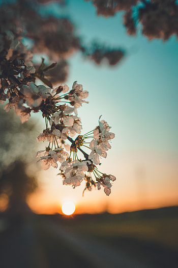 Flowers, Sunset, Branch HD phone wallpaper