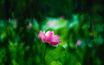 Leaves, Flowers, Lotus, Blur, Smooth, Bloom, Flowering HD wallpaper