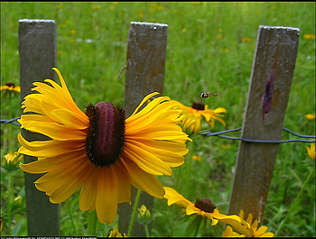 Sunflowers, summer, yellow, sesons, nature, flowers, grass HD wallpaper