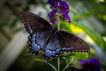 Black Butterfly & Purple Flowers, Butterflies, Purple Flowers, Nature, Insects HD wallpaper
