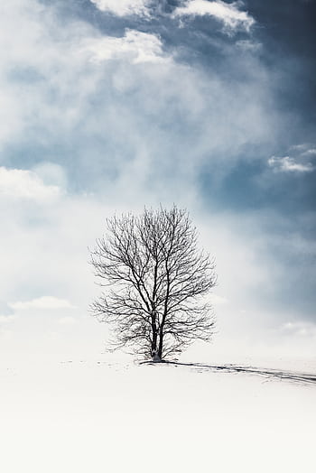 A lone tree stands in a serene snowy field under a cloudy winter sky. HD phone wallpaper